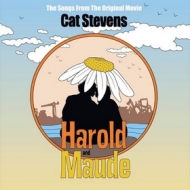 Stevens Cat | Harold & Maude 