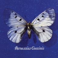 Guccini Francesco | Parnassius Guccinii